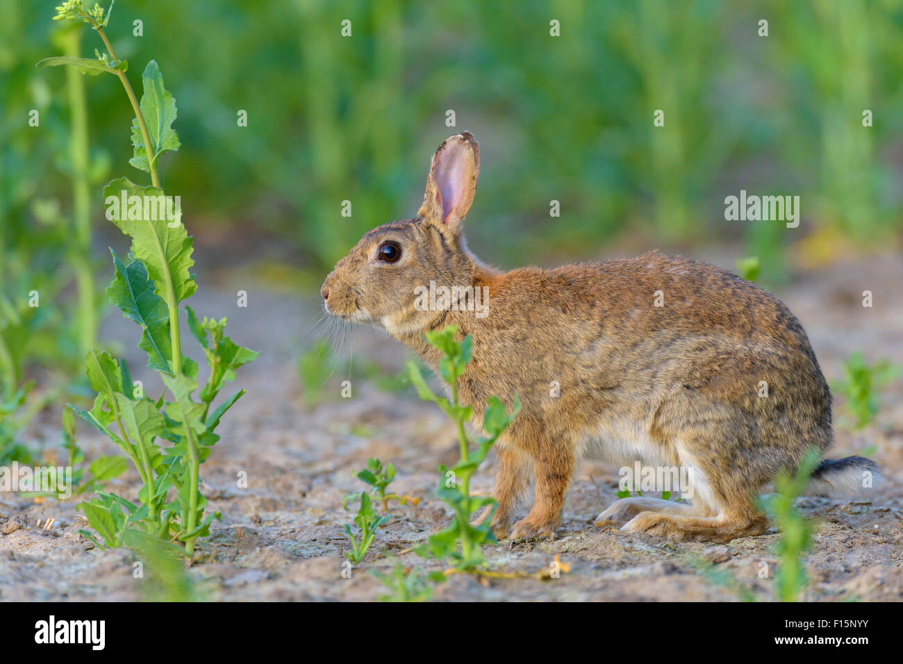 Superclass Rabbit Classification Portrait european rabbit oryctolagus cuniculus hi-res stock photography ...