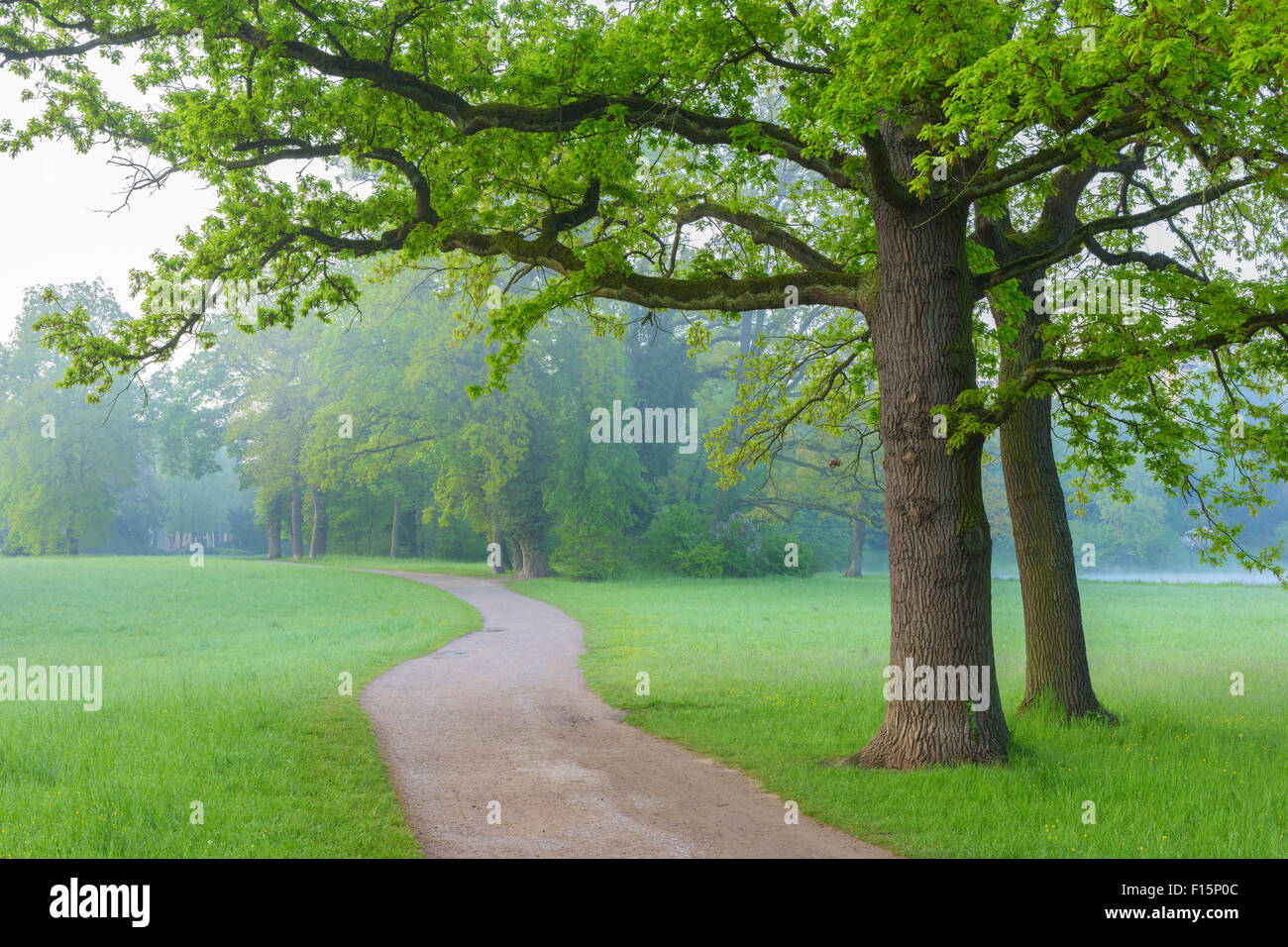 Oak Trees by Path in Early Spring, Park Schonbusch, Aschaffenburg
