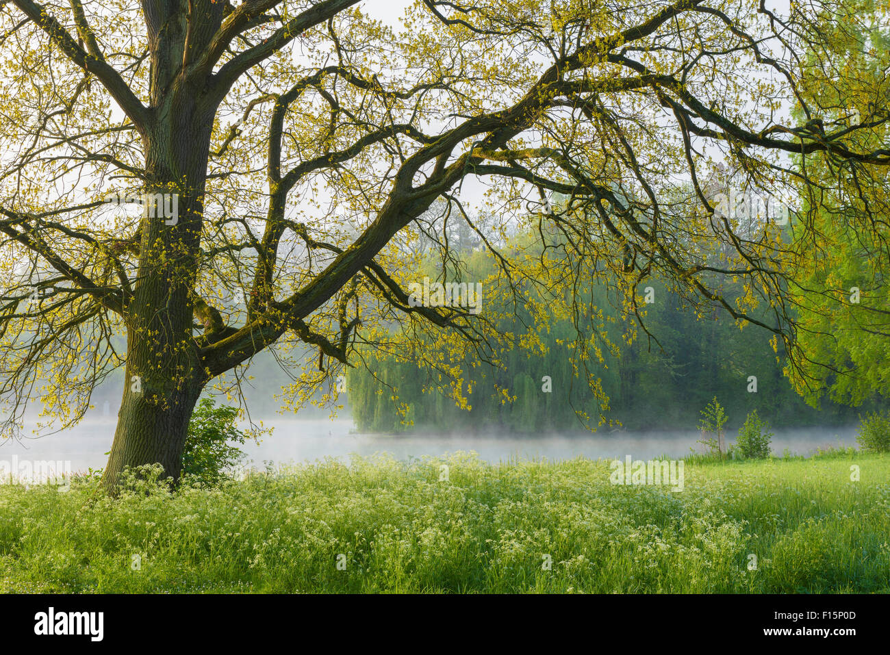 Oak Tree in Early Spring, Park Schonbusch, Aschaffenburg, Lower