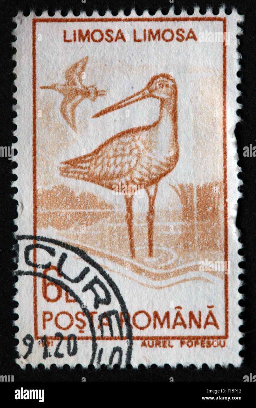 1991 Posta Romana Limosa Limosa bird Egret Aurel Popescu Stamp Stock Photo