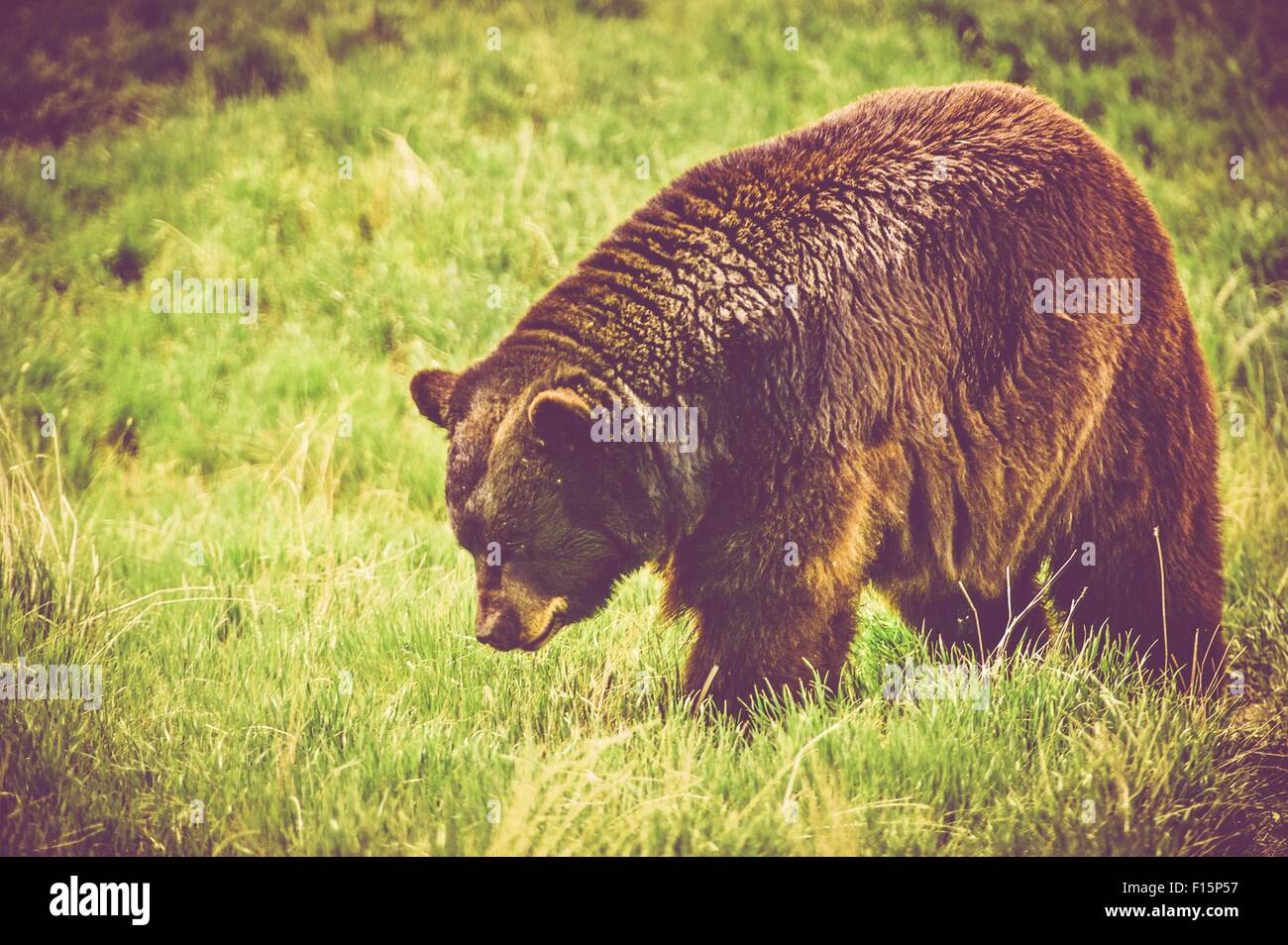 Adult Yellowstone Black Bear on the Meadow. Stock Photo