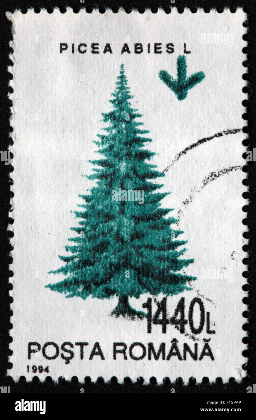 1994 Posta Romana tree 1440L Picea Abies L pine Stamp Stock Photo