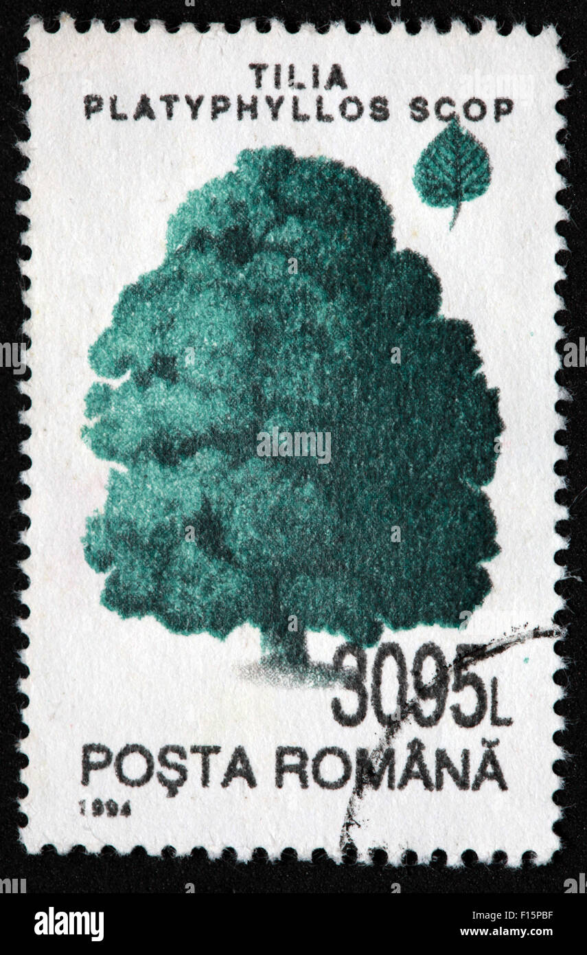 1994 Posta Romana tree 3095L Tilia Platyphyllos Scop pine Stamp Stock Photo