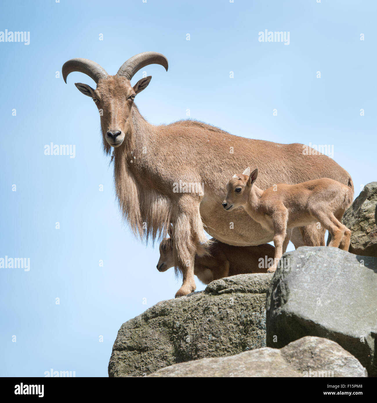 Aoudad Family Perched on Rocks Against a Blue Sky Stock Photo