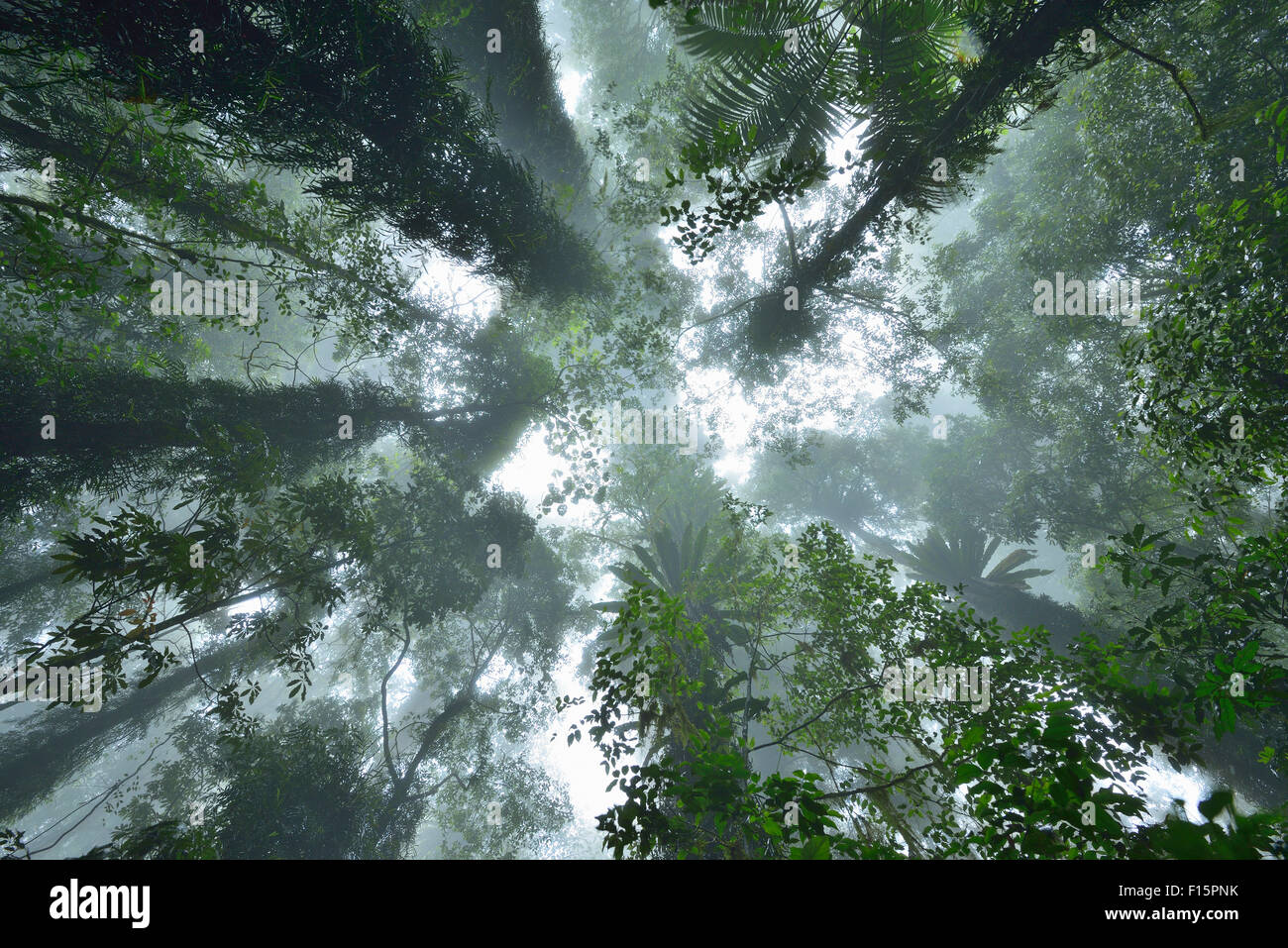 Looking Upwards in Rainforest, Dorrigo, Dorrigo National Park, New South Wales, Australia Stock Photo
