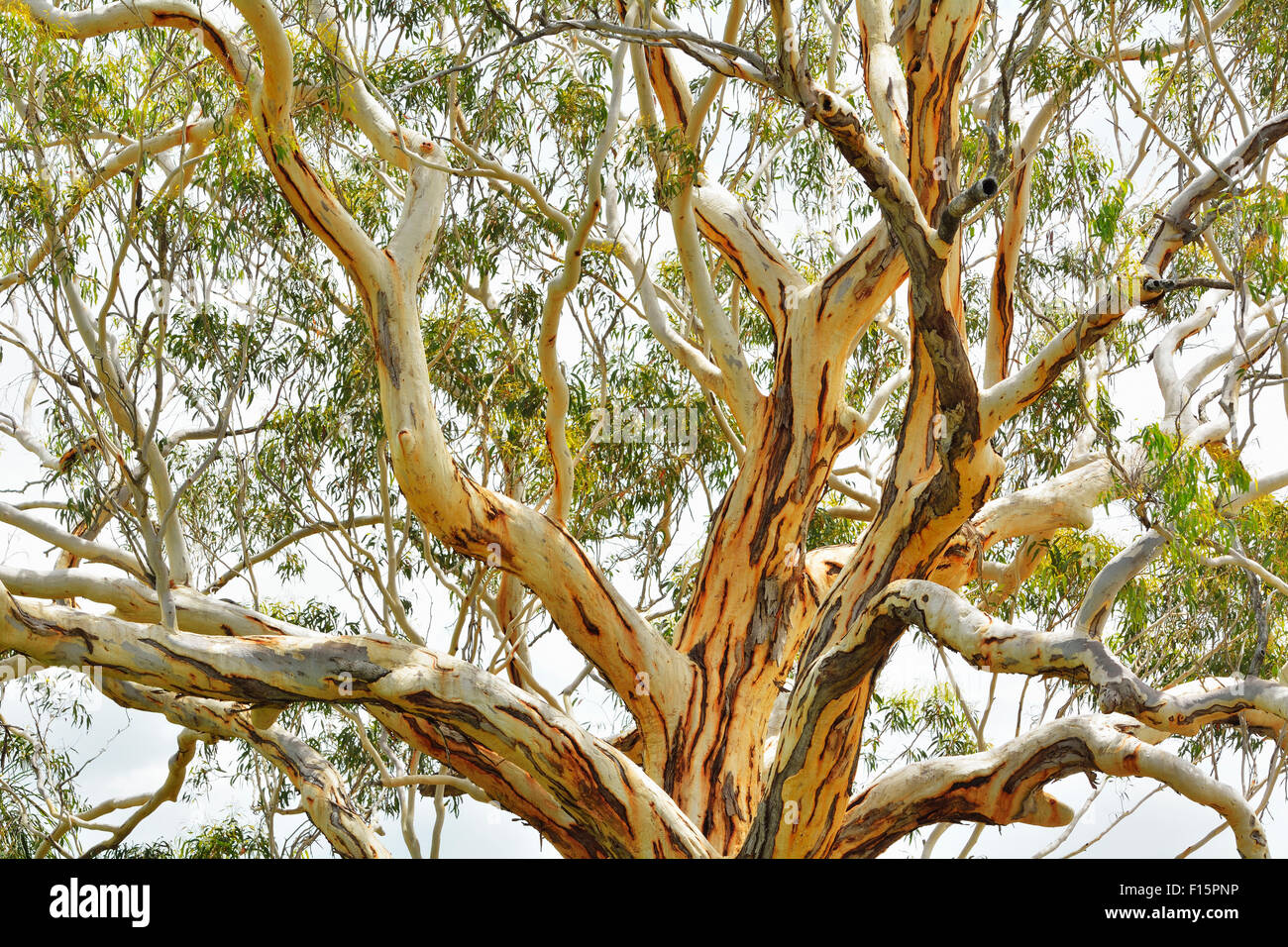 Eucalyptus Tree, Great Sandy National Park, Queensland, Australia Stock ...