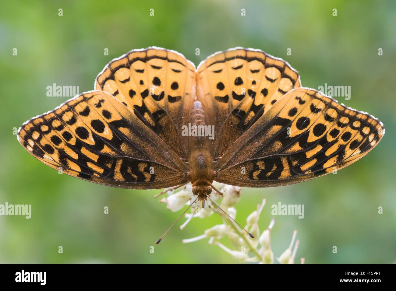 Aphrodite Fritillary Perched on a White Flower Stock Photo