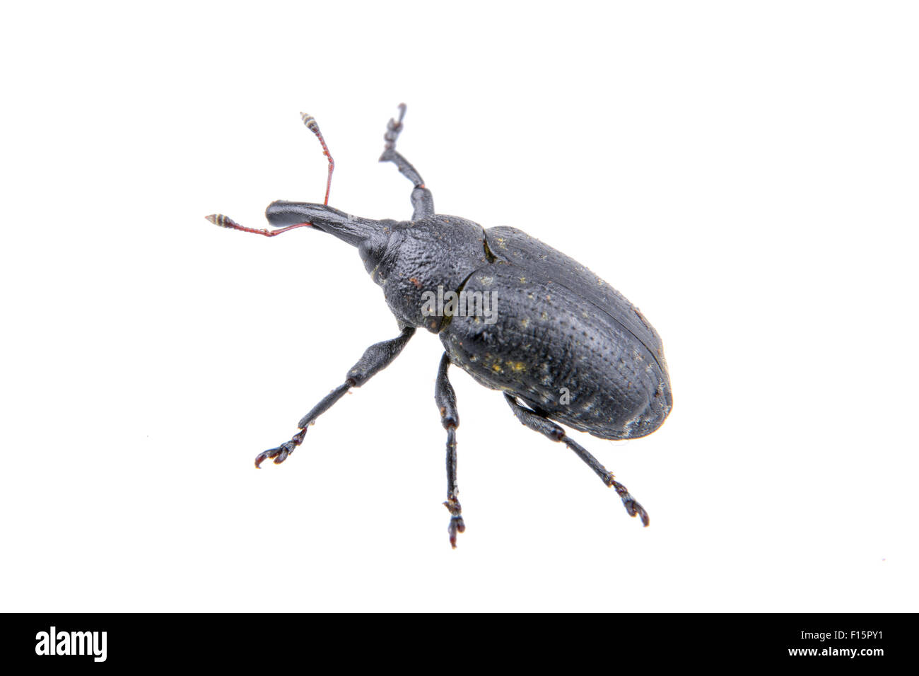 Black bug isolated on a white background Stock Photo