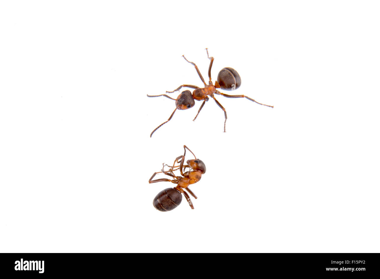 Ants isolated on a white background Stock Photo - Alamy