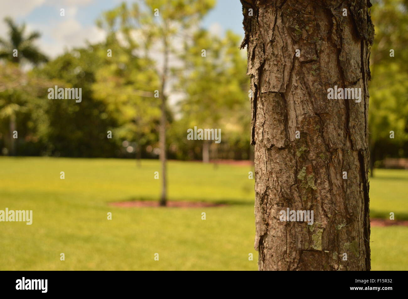 Skinny tree in the foreground with blurry trees in the background Stock Photo