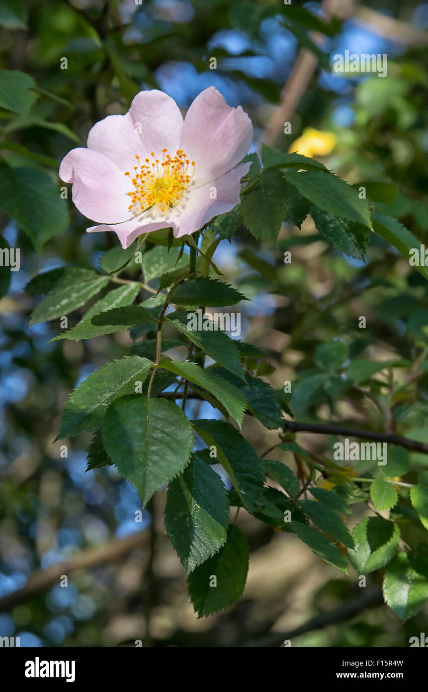 Wild rose bush hires stock photography and images Alamy