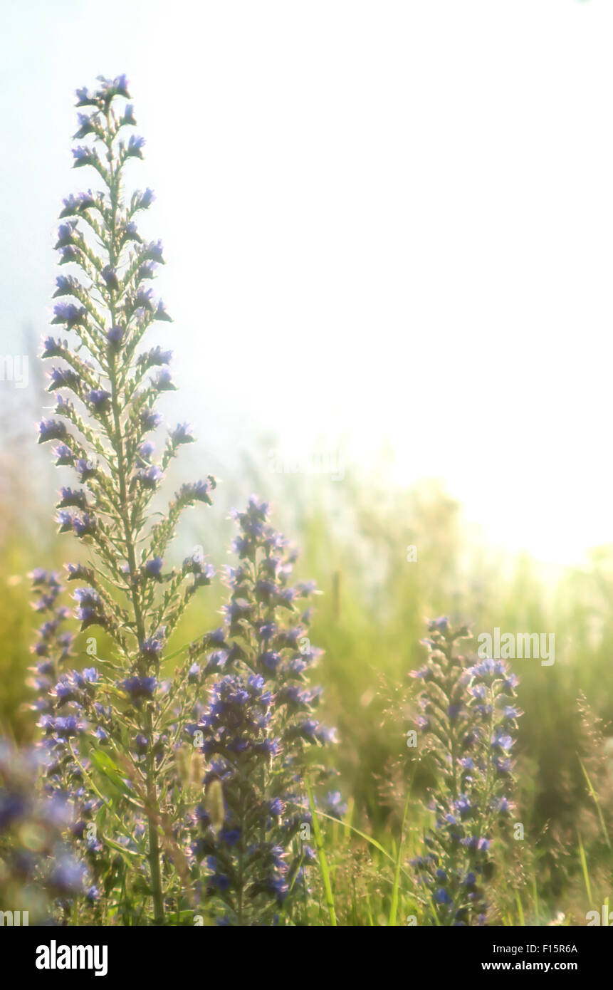 Blue flowers in the meadow Stock Photo - Alamy