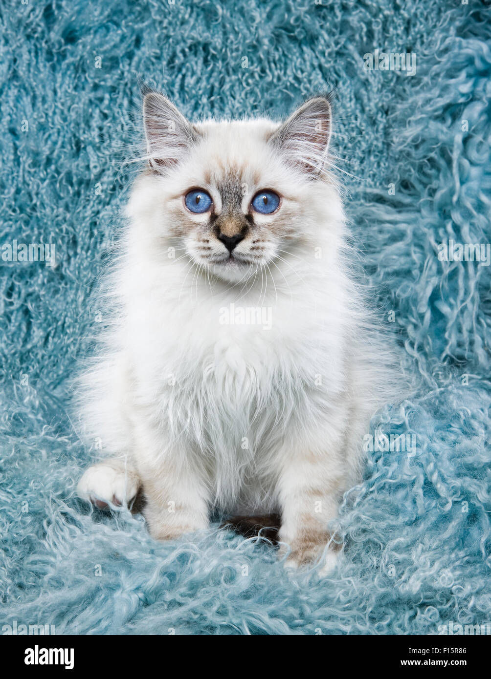 portrait of fluffy white Ragdoll kitten with piercing blue eyes on turquoise long hair textured background Stock Photo