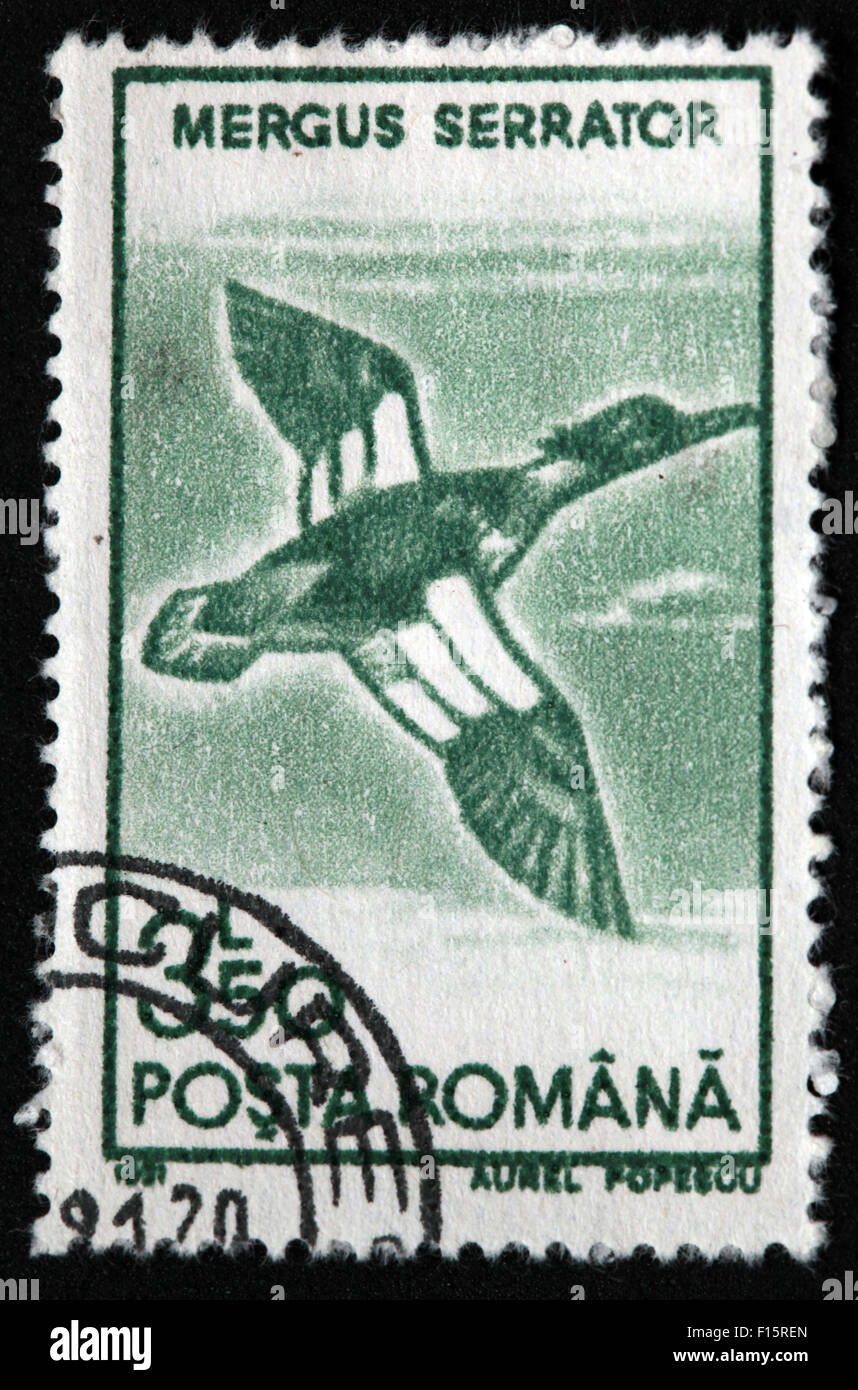 Posta Romana 3-50 Mergus Serrator bird stamp Stock Photo
