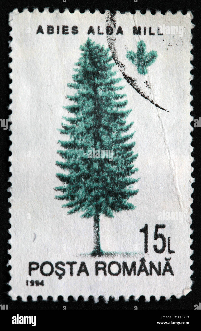 Posta Romana 15L Abies Alda Mill tree stamp Stock Photo