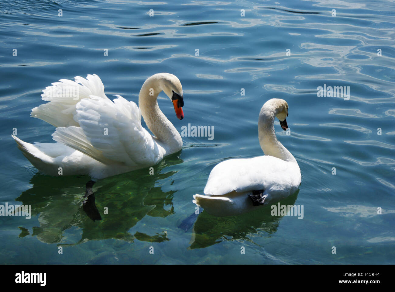 Two swans on a lake, one spreading its wings Stock Photo