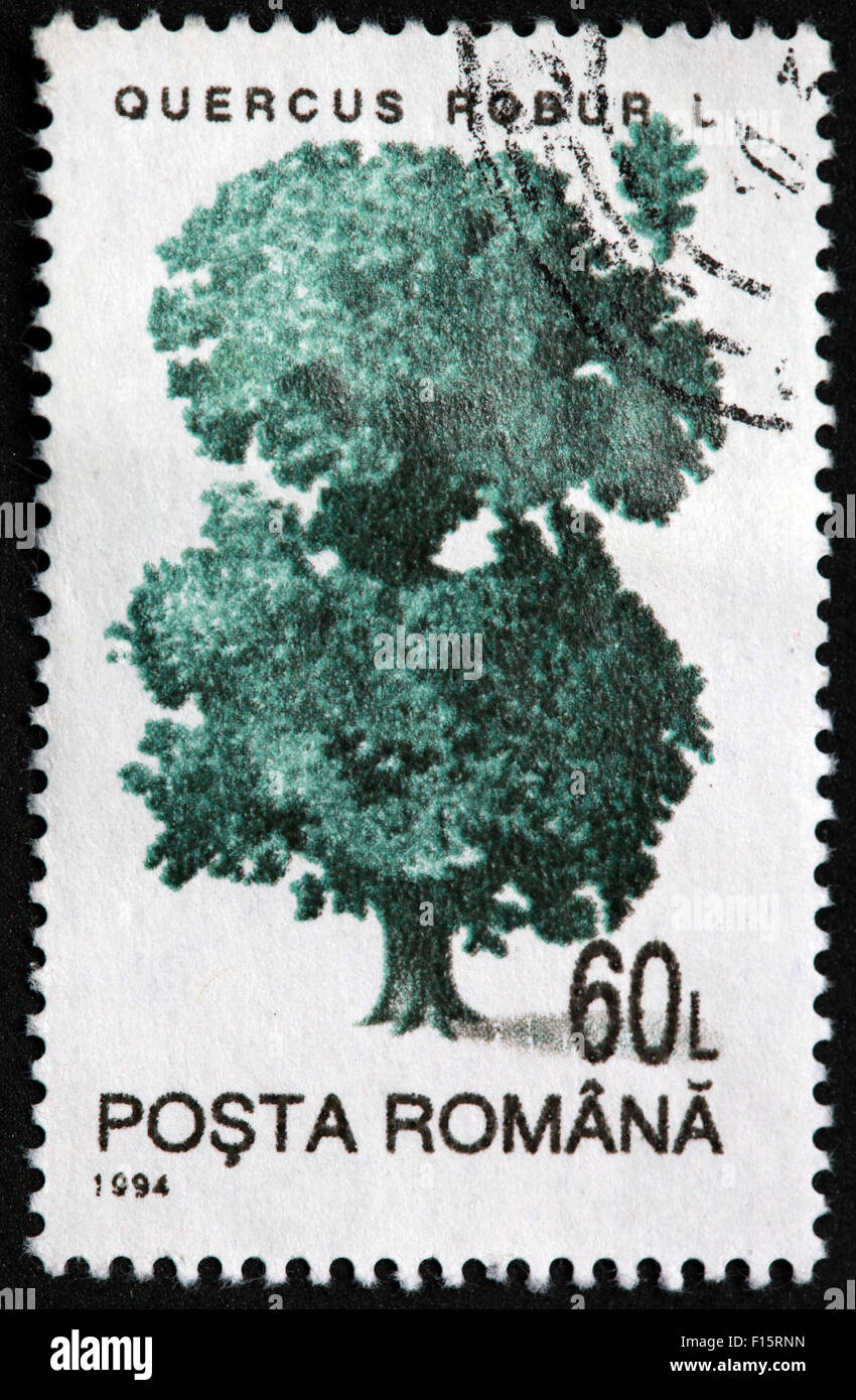 Quercus Robur L 60L posta romana 1994 stamp Stock Photo