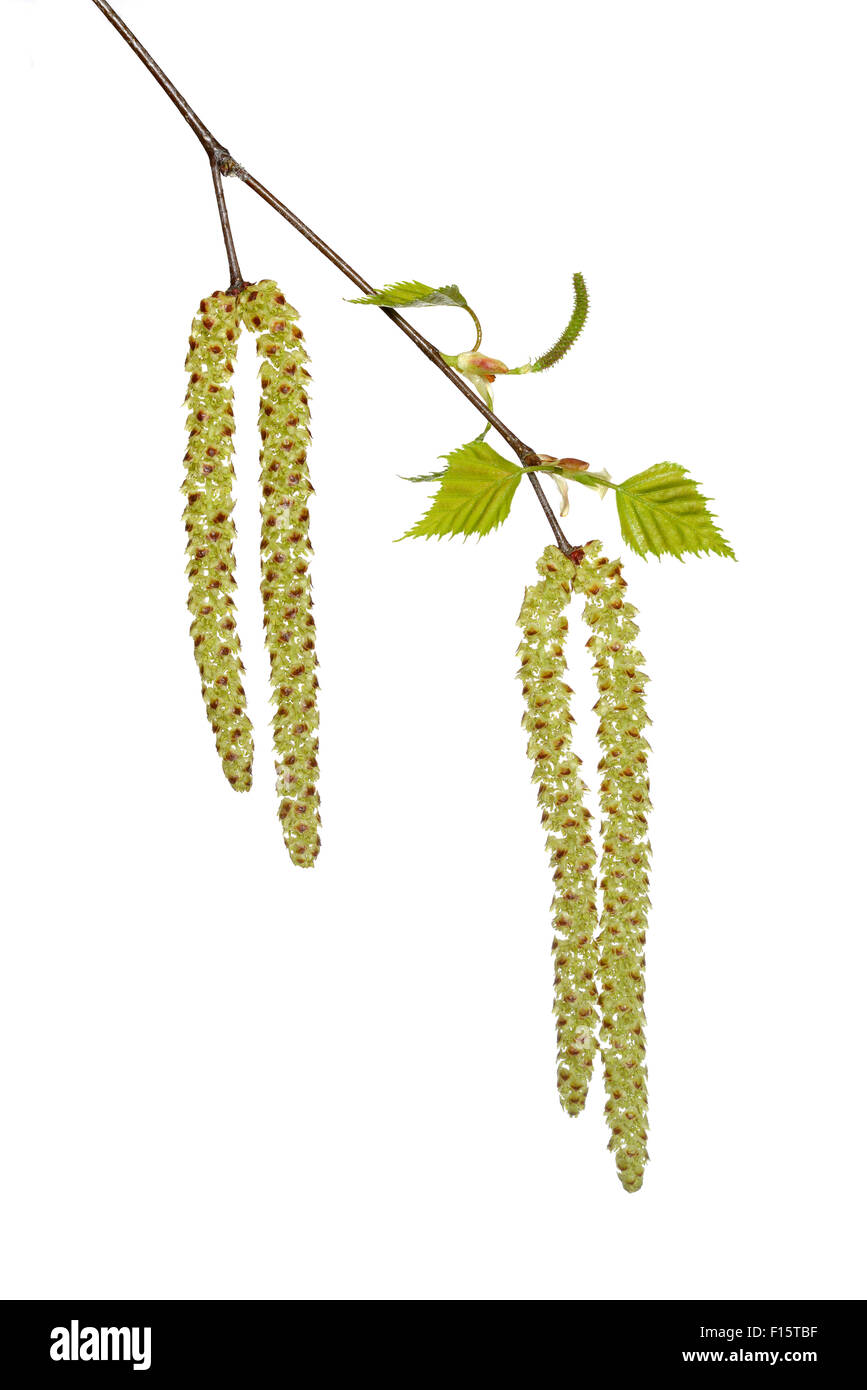 Birch Twigs With Catkins Isolated On A White Stock Photo - Download Image  Now - Birch Tree, Cut Out, Twig - iStock