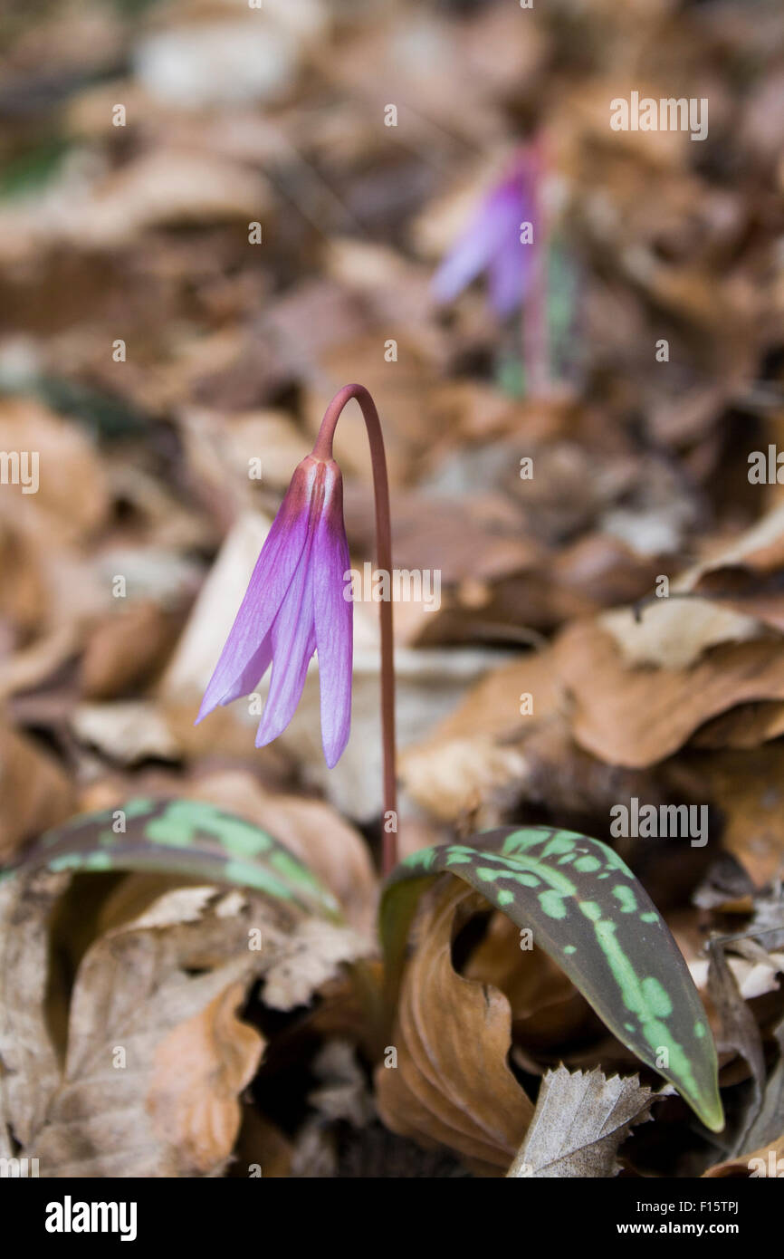 Erythronium dens canis, Dog's tooth violet, Dogtooth violet Stock Photo