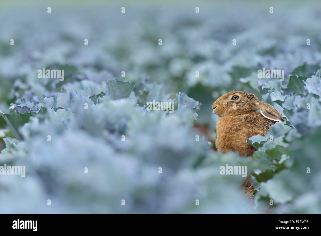 Cabbage Rabbit Hare European Brown Hare (Lepus europaeus) in Red Cabbage Field in Summer ...