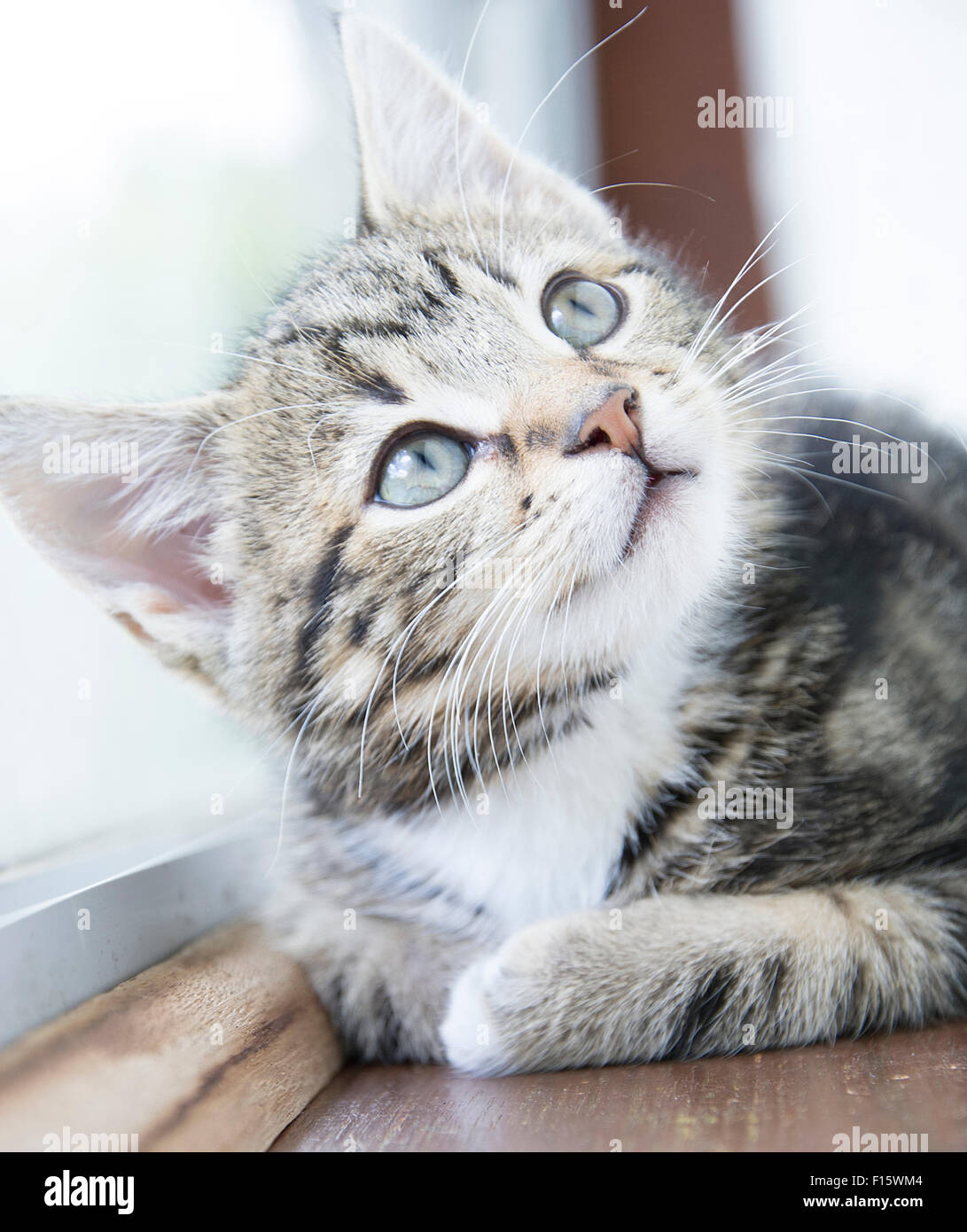 Photo of a tabby kitten sitting on a window sill Stock Photo - Alamy