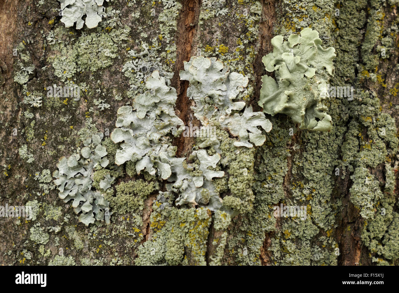Lichens and moss growing on a Box Elder tree in Michigan. Stock Photo