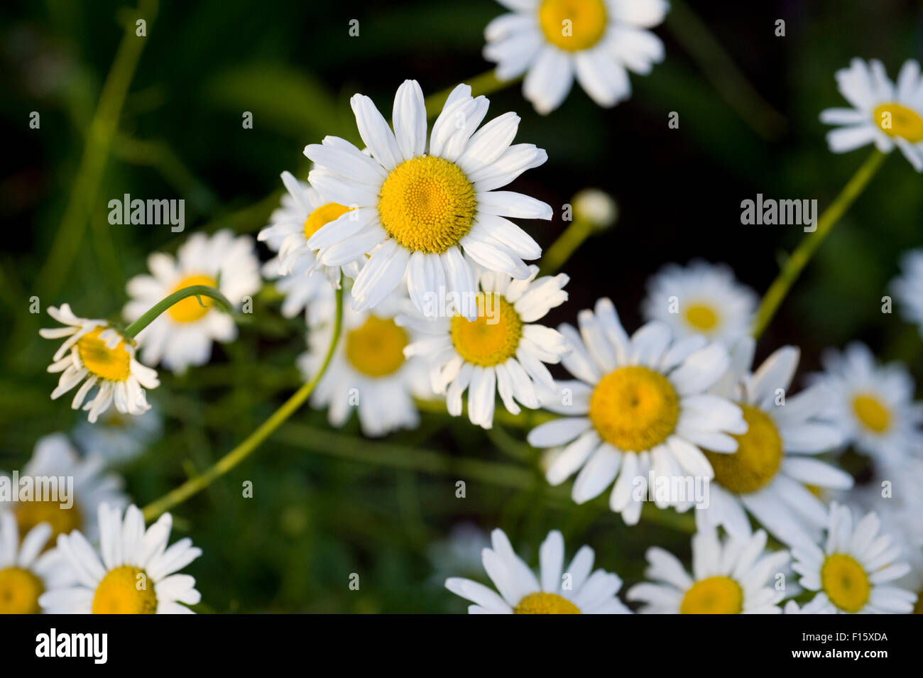 Feverfew (Tanacetum parthenium)  flowers are used as a painkiller and anti-inflammatory. Stock Photo