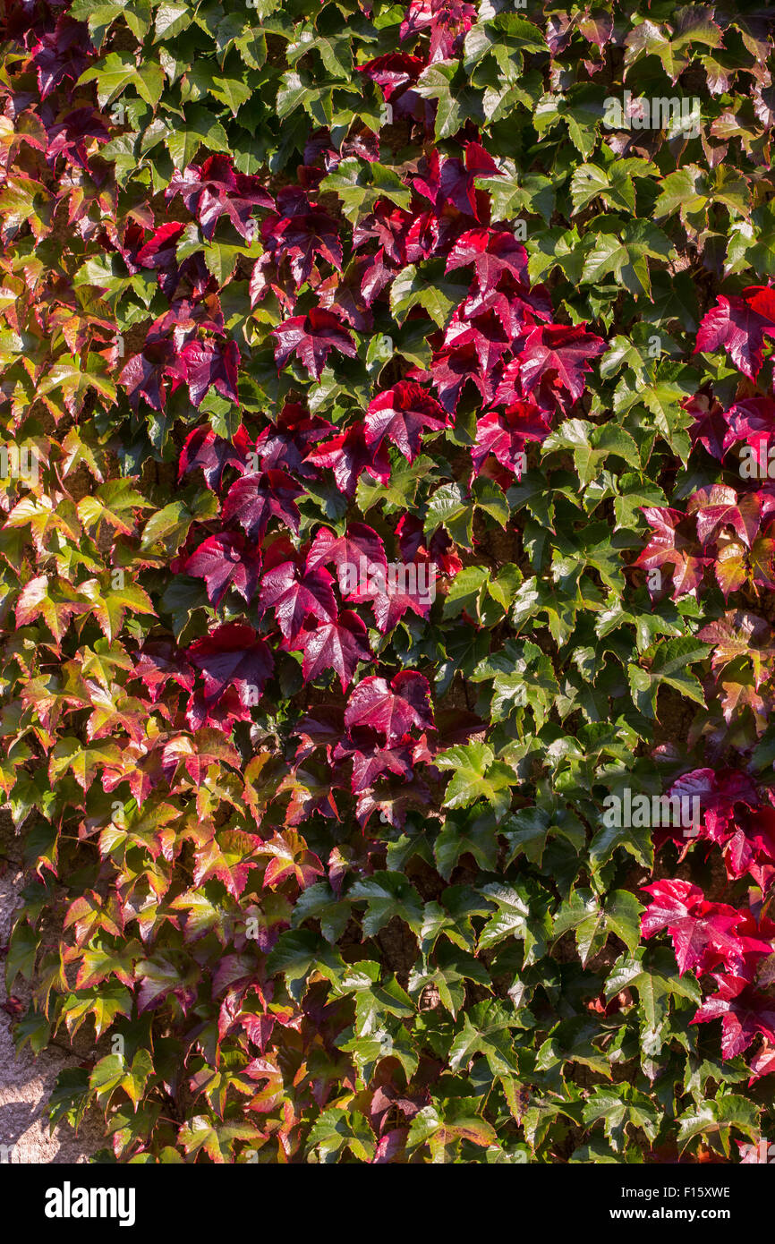 Red autumn leaves on a wall, background Stock Photo