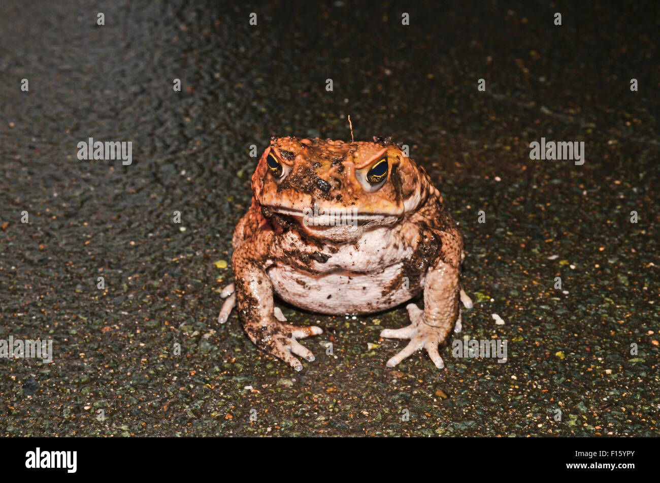 Front view of a Cane Toad Bufo marinus Stock Photo