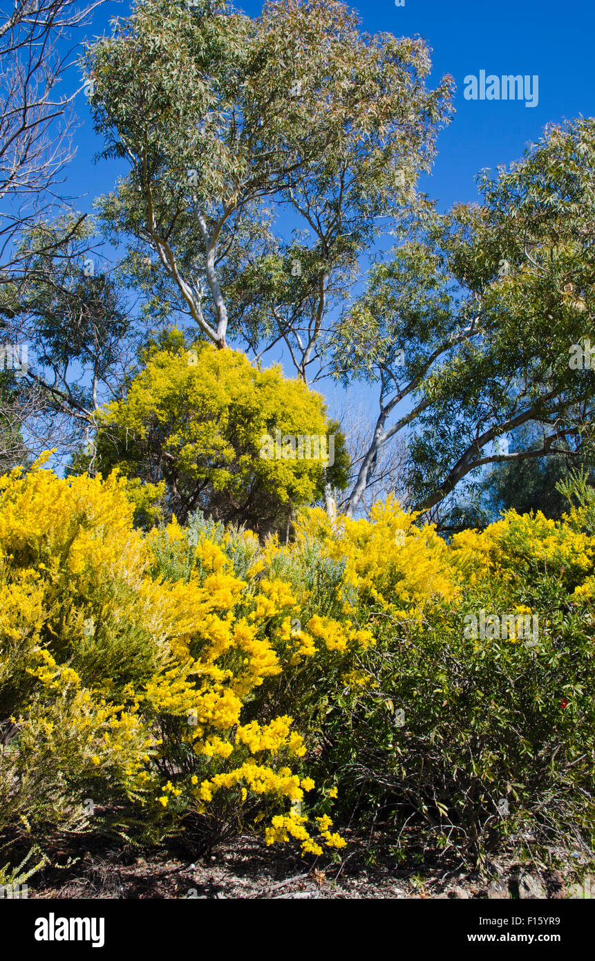 Wattle, Australia's National Floral Emblem also representing the National Colours of green and gold. Stock Photo