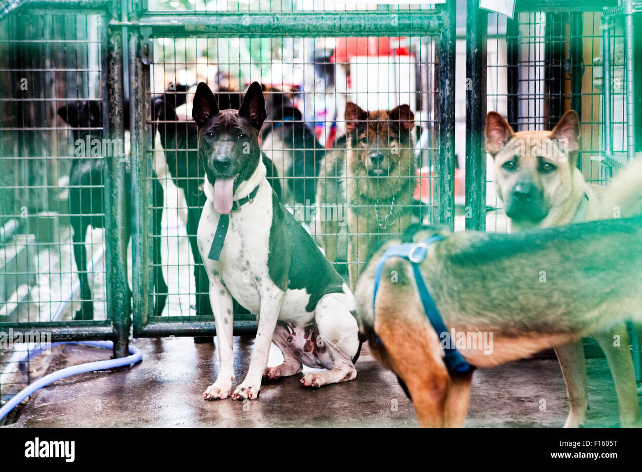 Various mixed breed dogs mingling about in caged shelter rescue facility Stock Photo