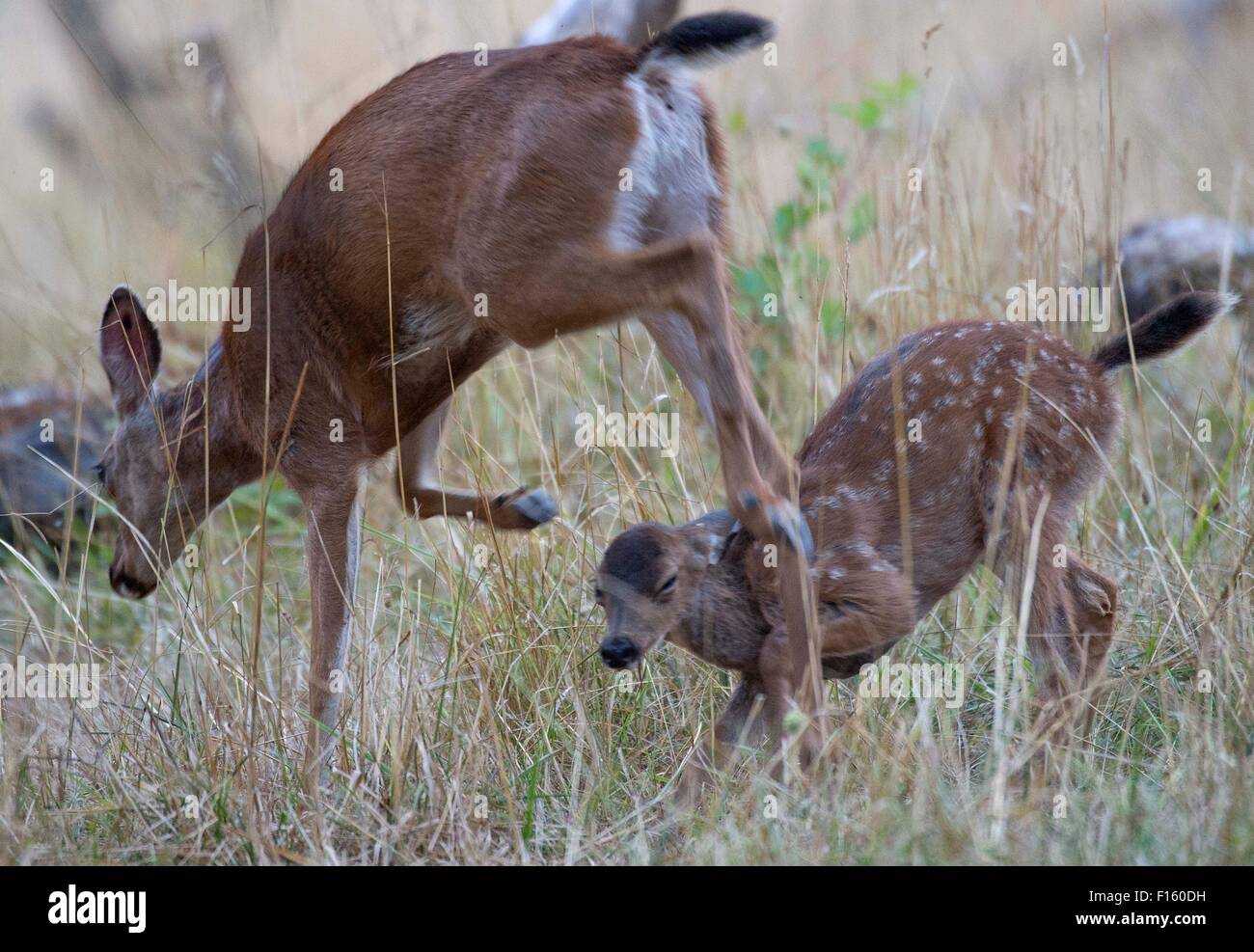 Deer nurse hires stock photography and images Alamy