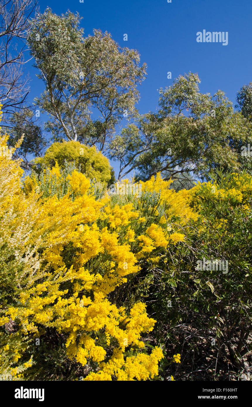 Wattle, Australia's National Floral Emblem also representing the National Colours of green and gold. Stock Photo