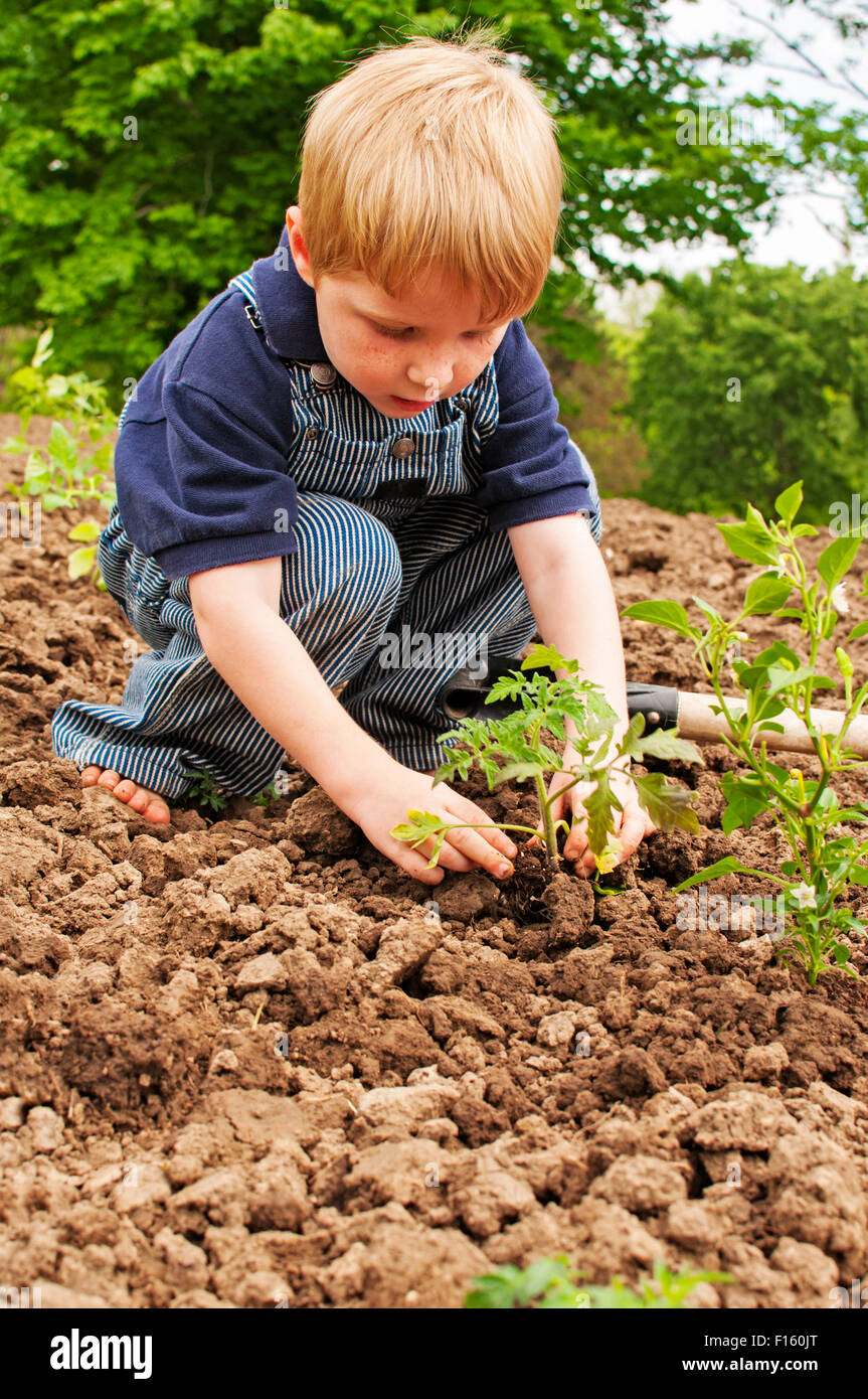 Boy planting tomatoes in garden Stock Photo