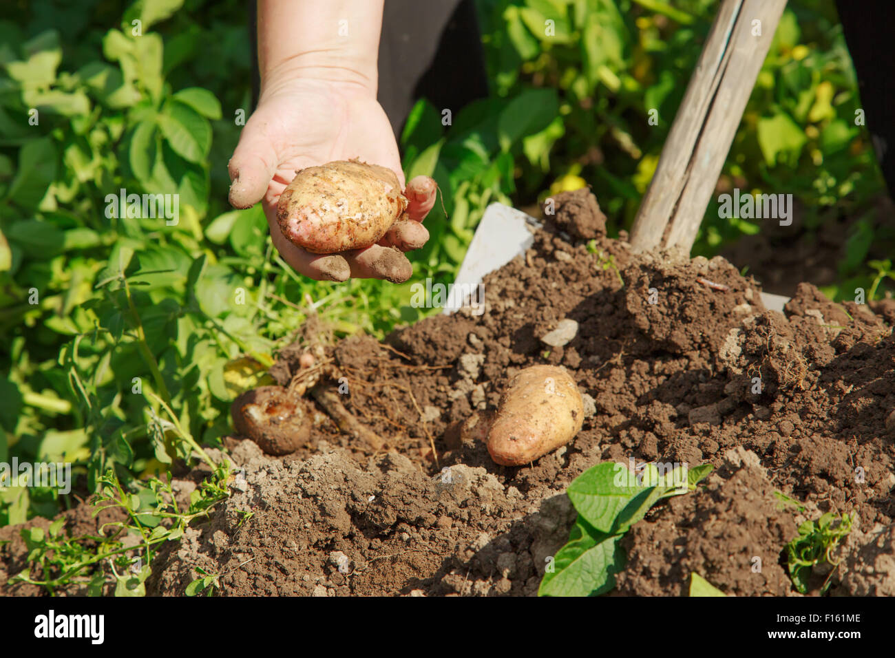 Digging up fresh potatoes with shovel outdoors Stock Photo - Alamy