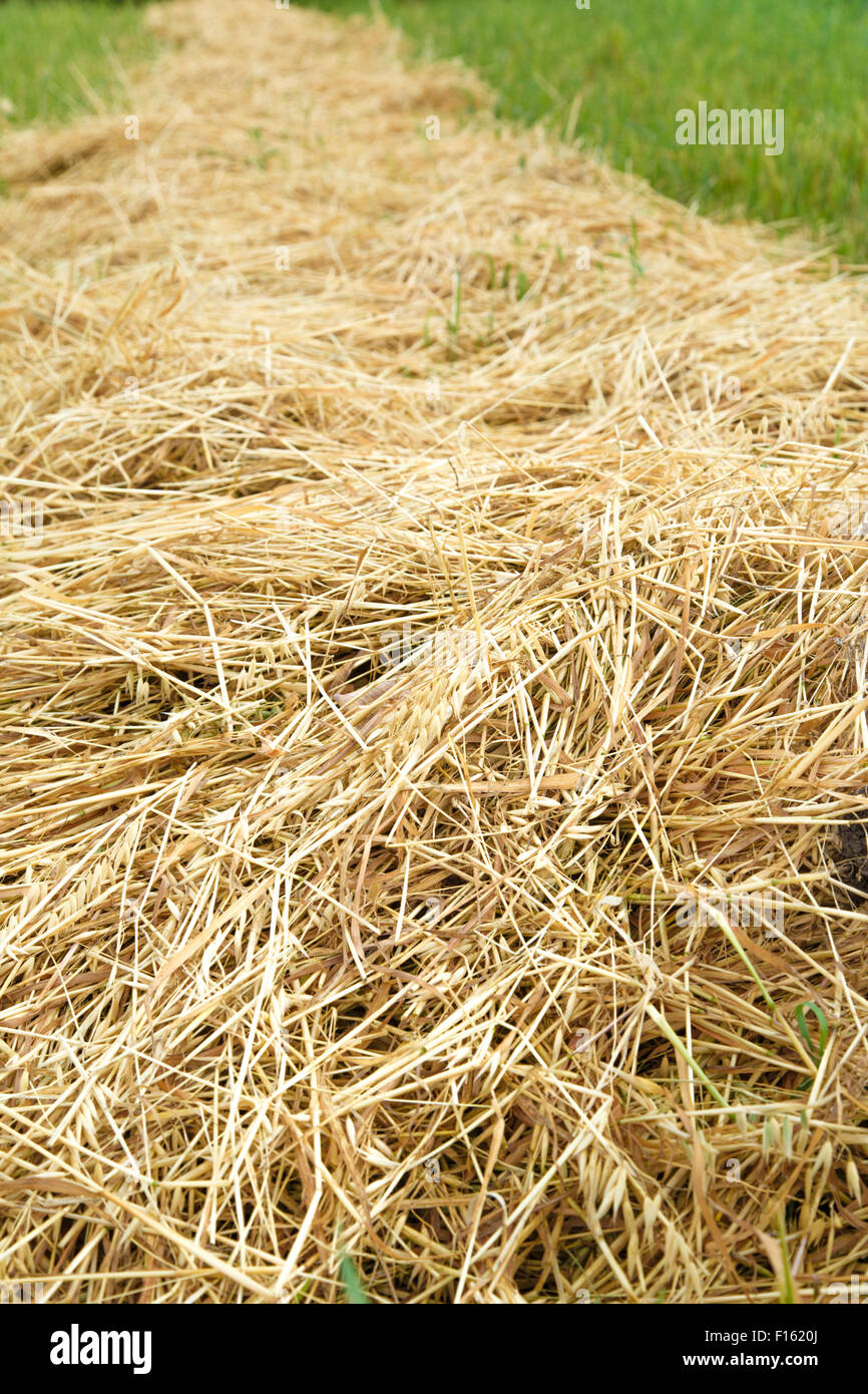 Hay straw in the field as background closeup Stock Photo - Alamy