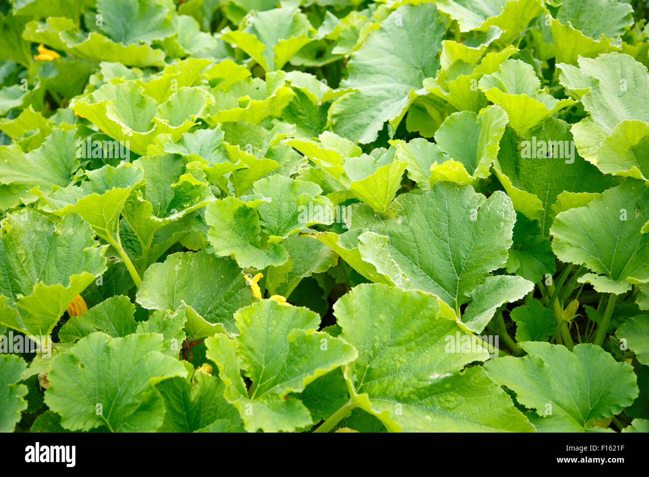 Green field of growing marrow tops as background Stock Photo