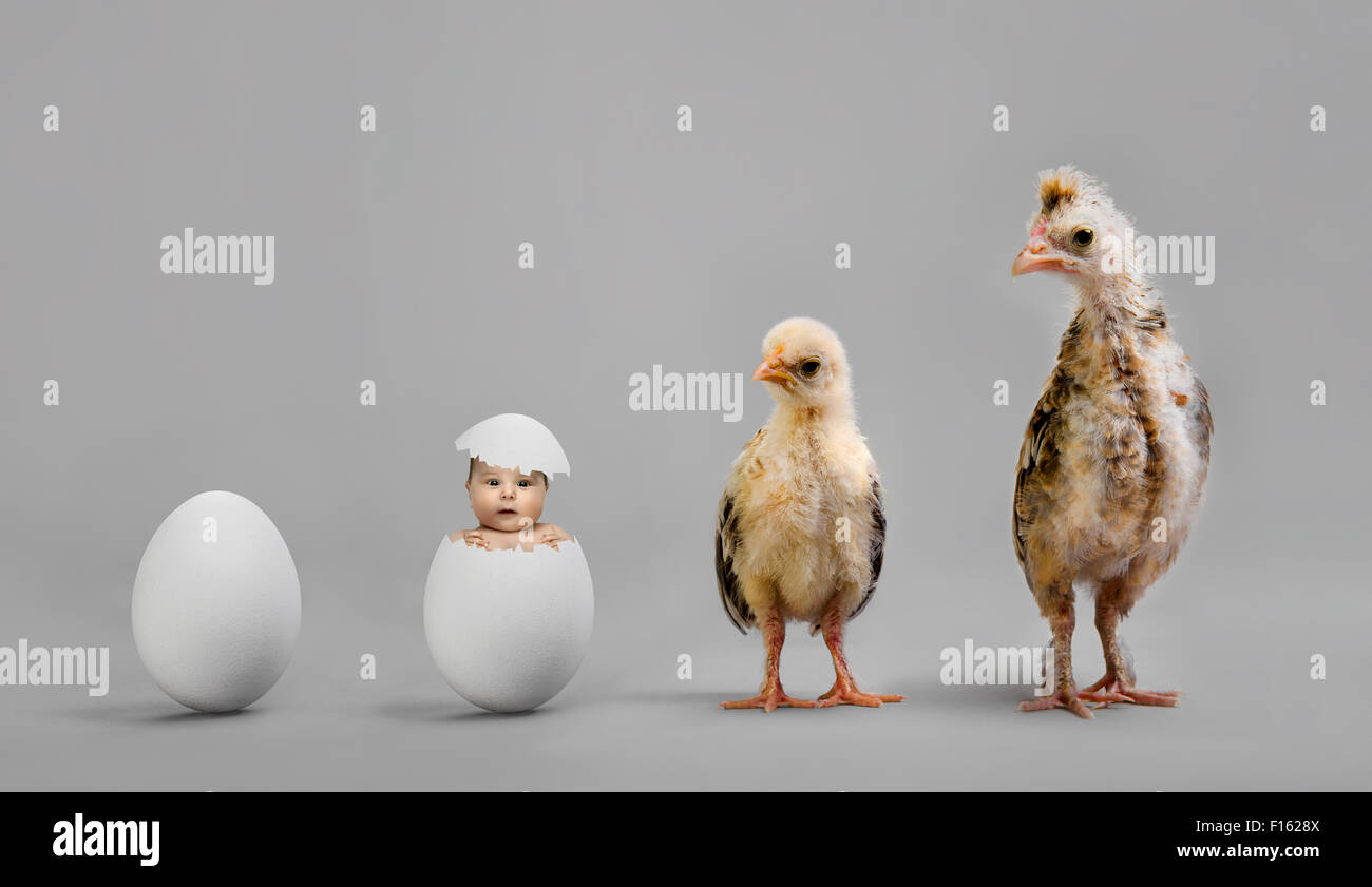 little nestling chicks  and white egg on grey background Stock Photo