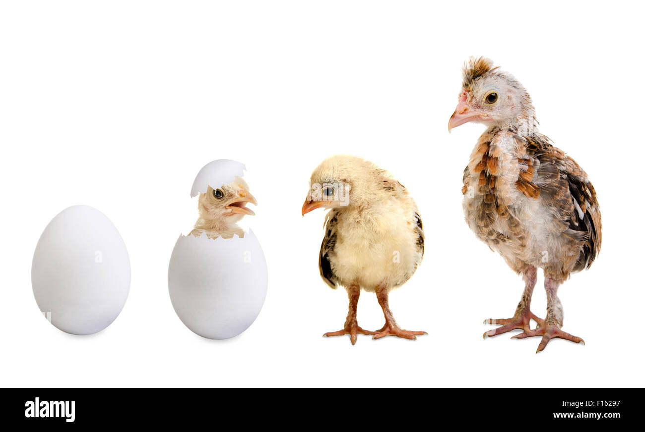 little nestling chicks  and white egg  on white background, isolated Stock Photo