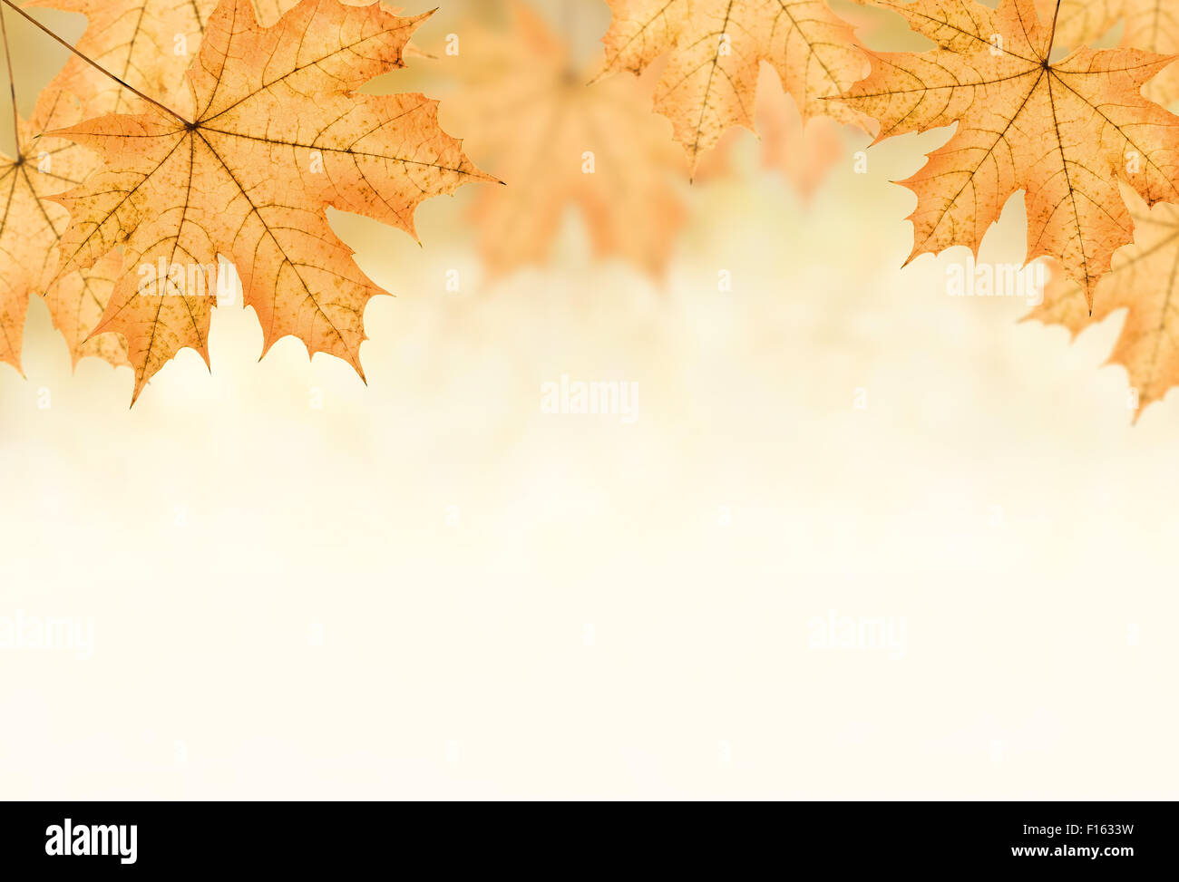 autumn background of many big yellow maple leaf, horizontal photo collage  Stock Photo - Alamy