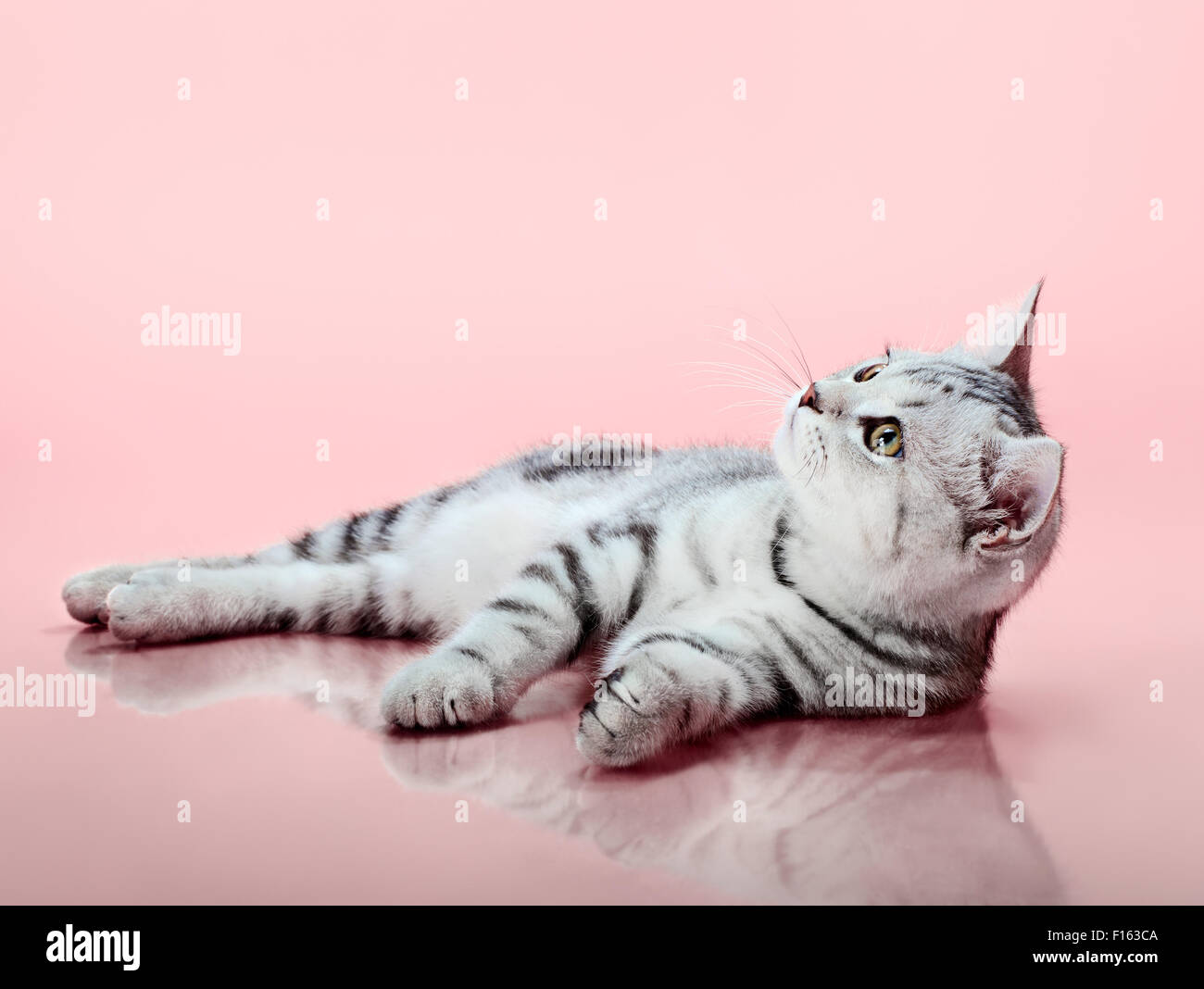 the grey  stripy beautiful little  kitten, lie on pink  background , look up Stock Photo