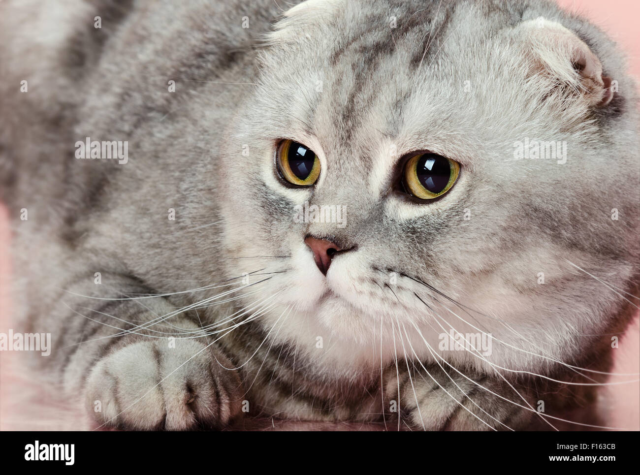 fluffy gray beautiful adult cat, breed scottish-fold,  close up  portrait Stock Photo