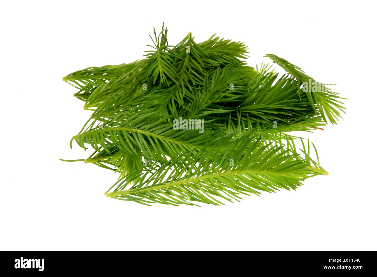 Spruce tips, Piceae turiones recentes, used as a medicinal plant and spruce tip honey, spruce tip syrup Stock Photo