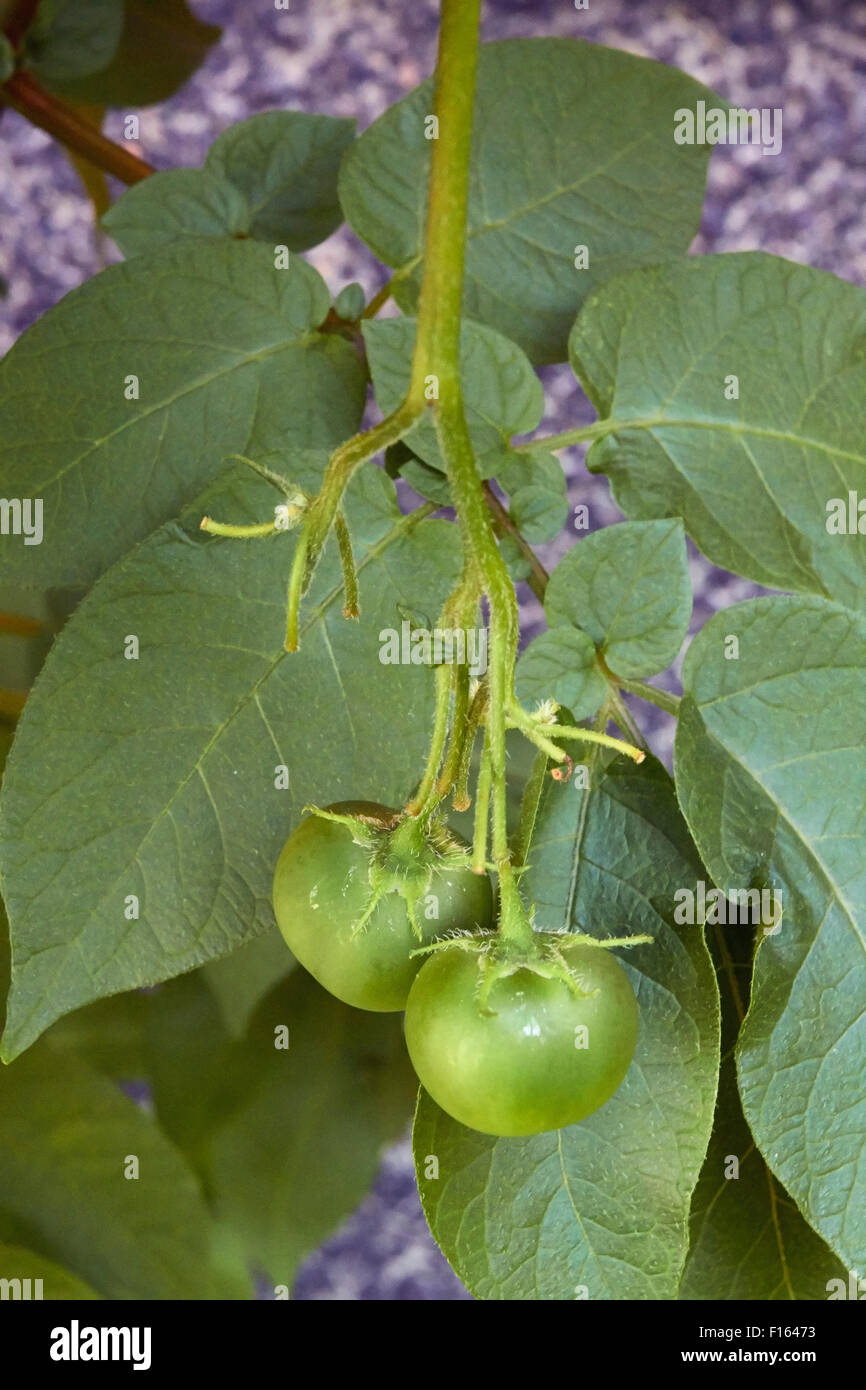 Poisonous potato fruits hires stock photography and images Alamy