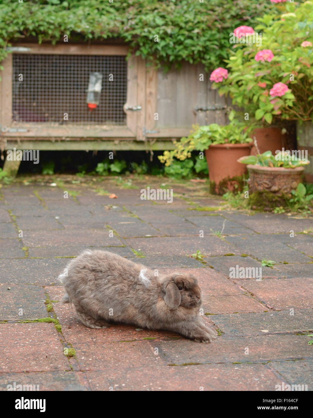 elderly pet dwarf lop rabbit having a big stretch outside its large hutch before going for its daily run around the garden Stock Photo