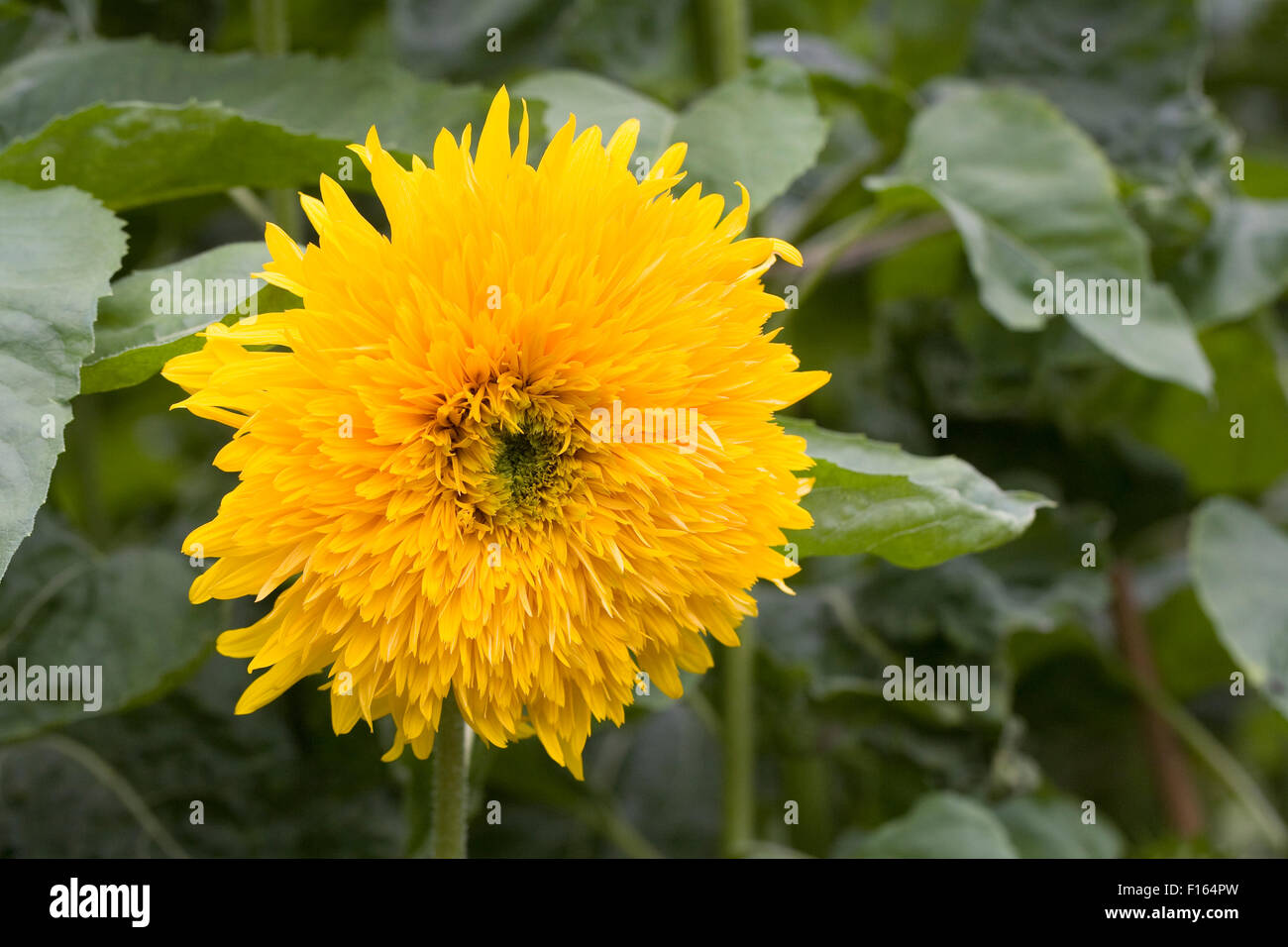 Helianthus annuus double quick hires stock photography and images Alamy