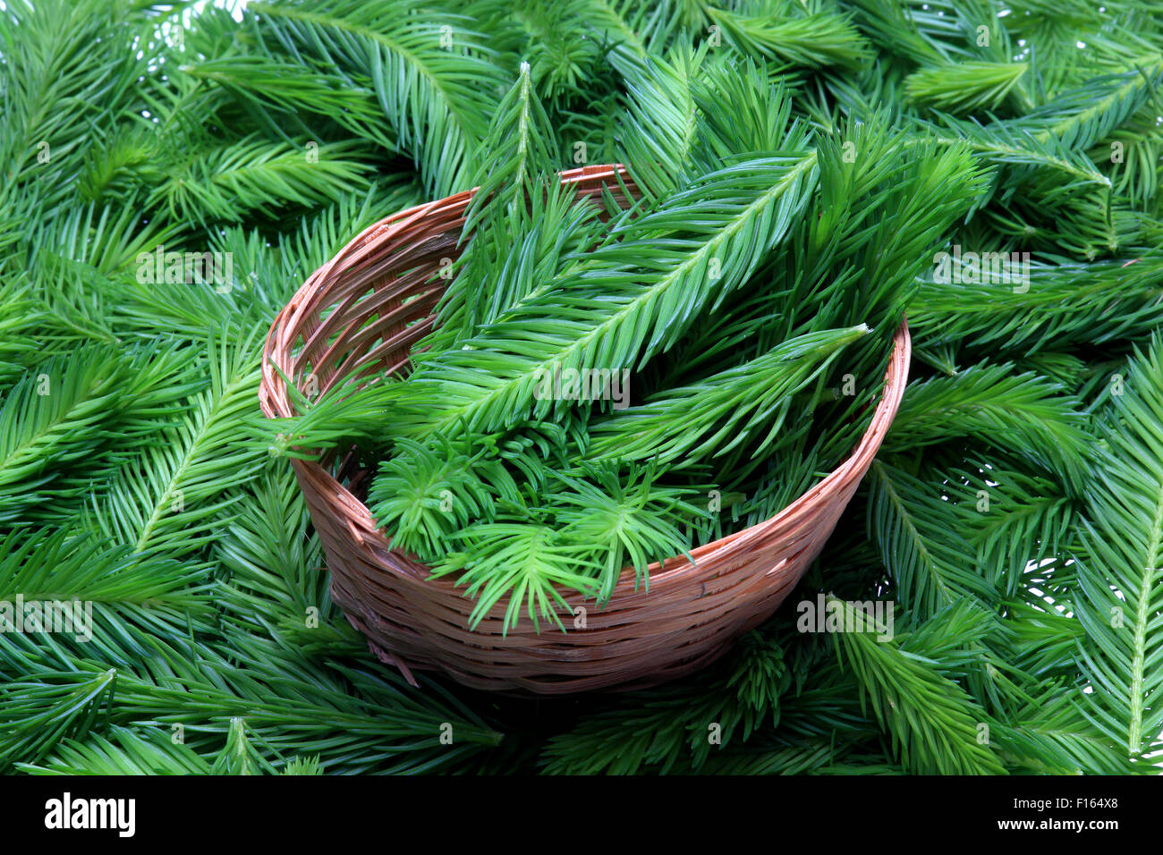 Spruce tips, Piceae turiones recentes, used as a medicinal plant and spruce tip honey, spruce tip syrup Stock Photo