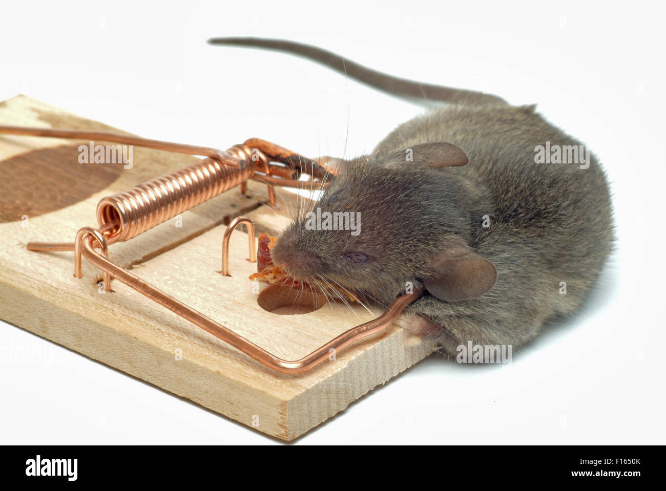 https://c8.alamy.com/comp/F1650K/mouse-in-a-mousetrap-killed-F1650K.jpg