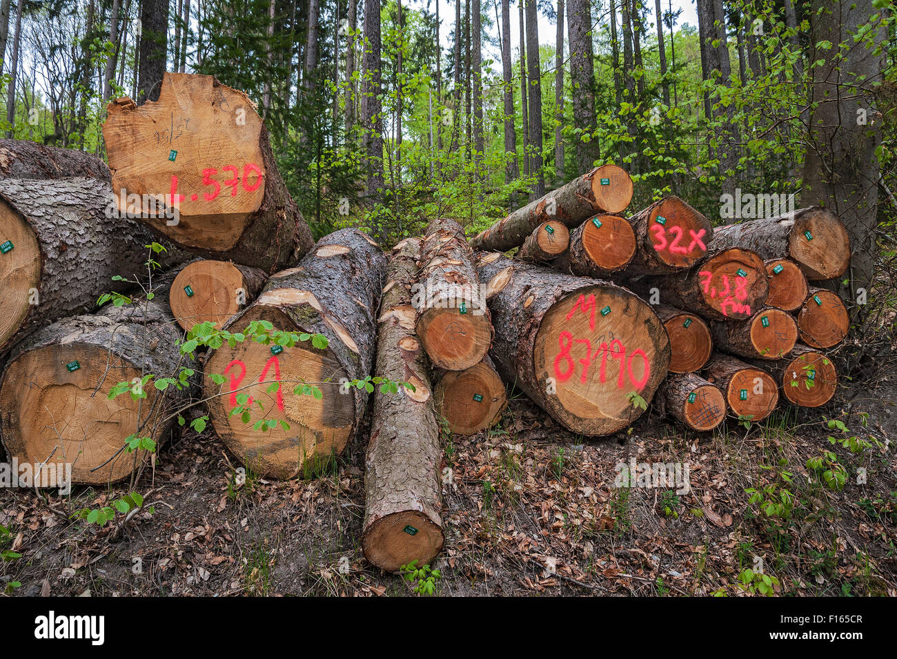 Pile of tree trunks, spray painted with markings, Bad Schwalbach, Hesse, Germany Stock Photo
