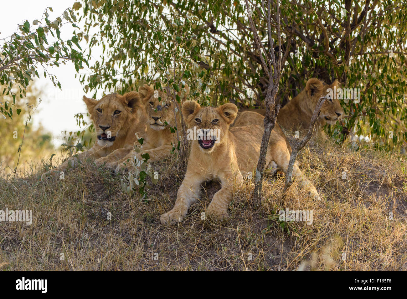 Lion (Panthera leo) cubs lying in the bushes, Maasai Mara National ...